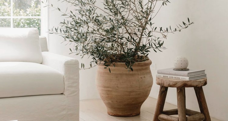 Затишок рослини мінімалізм